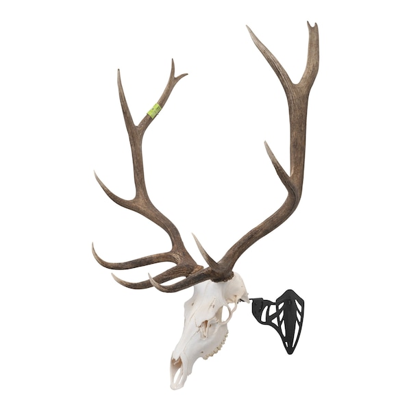 Allen Co EZ Mount Magnum Skull Hanger, Black 7223 - main